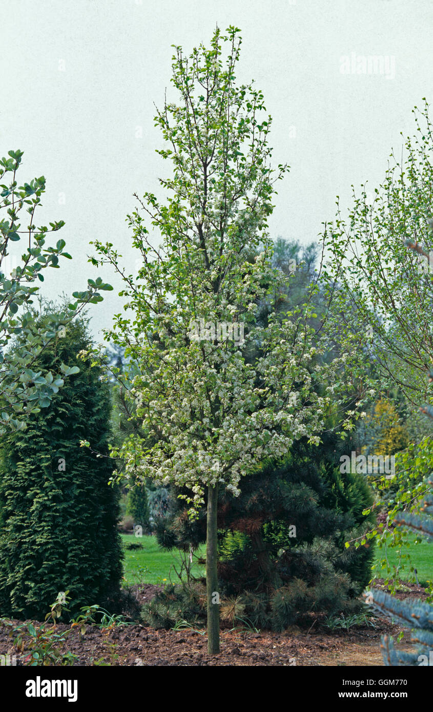 Pyrus Calleryana Chanticleer AGM TRS023060 Stock Photo Alamy